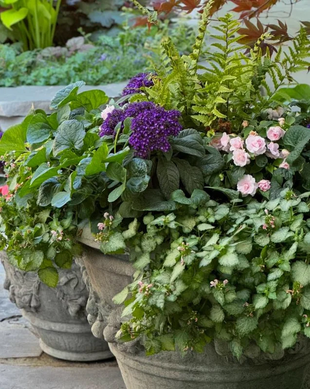 Heliotrope 'Fragrant Delight' Live Plants – 2 Pack, 4-6" Tall, Purple Blooms, Vanilla Scent Heliotrope 'Fragrant Delight' Live Plants – 2 Pack, 4-6" Tall, Purple Blooms, Vanilla Scent - Image 8