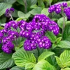 Heliotrope 'Fragrant Delight' Live Plants – 2 Pack, 4-6" Tall, Purple Blooms, Vanilla Scent Heliotrope 'Fragrant Delight' Live Plants – 2 Pack, 4-6" Tall, Purple Blooms, Vanilla Scent - Image 1