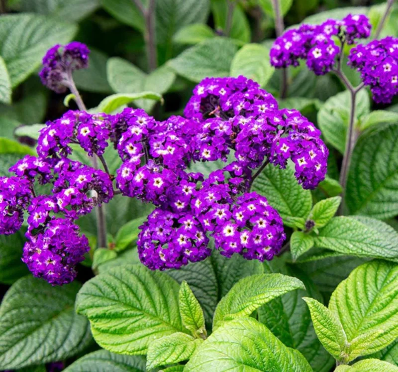 Heliotrope 'Fragrant Delight' Live Plants – 2 Pack, 4-6" Tall, Purple Blooms, Vanilla Scent Heliotrope 'Fragrant Delight' Live Plants – 2 Pack, 4-6" Tall, Purple Blooms, Vanilla Scent - Image 1
