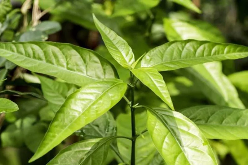 Hoan Ngoc Live Plant (Pseuderanthemum palatiferum) 5-9" Tall Starter Hoan Ngoc Live Plant (Pseuderanthemum palatiferum) 5-9" Tall Starter - Image 4