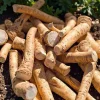 Horseradish Plant Bare Roots for Planting - Armoracia Rusticana 4-8 Inch Tall - Image 1