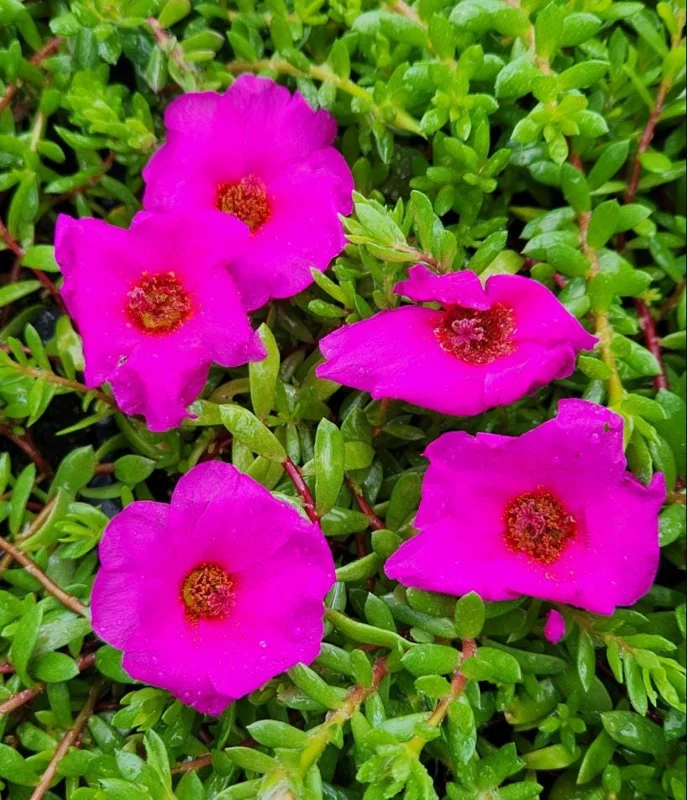 Hot Pink Portulaca Live Starter Plants, 2 Pack, 4-9 Inch Tall, Bright Succulent Flowers, Outdoor Hot Pink Portulaca Live Starter Plants, 2 Pack, 4-9 Inch Tall, Bright Succulent Flowers, Outdoor - Image 2