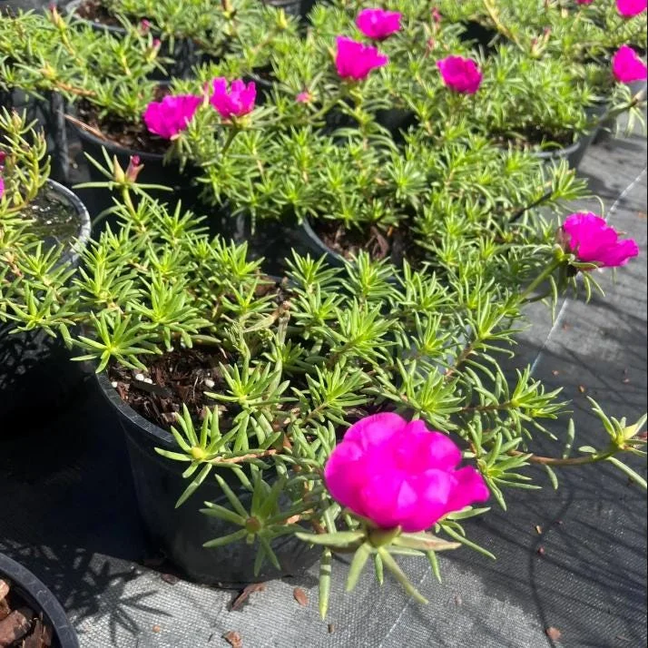 Hot Pink Portulaca Live Starter Plants, 2 Pack, 4-9 Inch Tall, Bright Succulent Flowers, Outdoor Hot Pink Portulaca Live Starter Plants, 2 Pack, 4-9 Inch Tall, Bright Succulent Flowers, Outdoor - Image 3