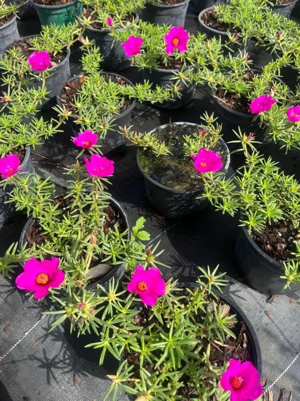 Hot Pink Portulaca Live Starter Plants, 2 Pack, 4-9 Inch Tall, Bright Succulent Flowers, Outdoor Hot Pink Portulaca Live Starter Plants, 2 Pack, 4-9 Inch Tall, Bright Succulent Flowers, Outdoor - Image 4