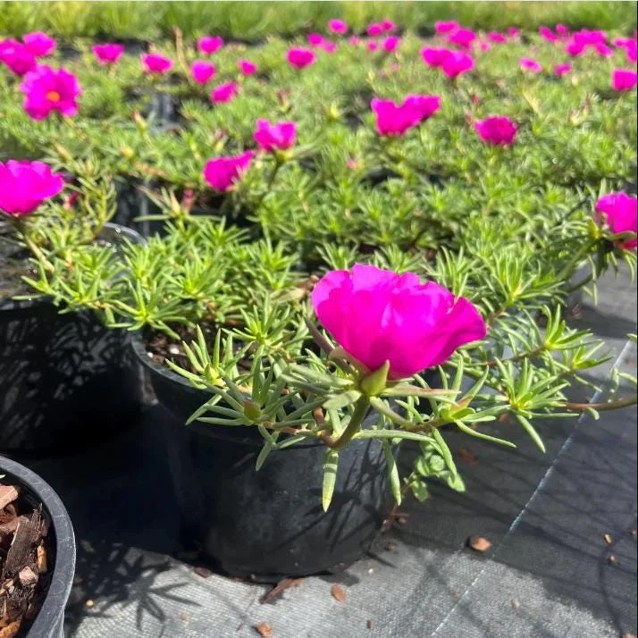Hot Pink Portulaca Live Starter Plants, 2 Pack, 4-9 Inch Tall, Bright Succulent Flowers, Outdoor Hot Pink Portulaca Live Starter Plants, 2 Pack, 4-9 Inch Tall, Bright Succulent Flowers, Outdoor - Image 5