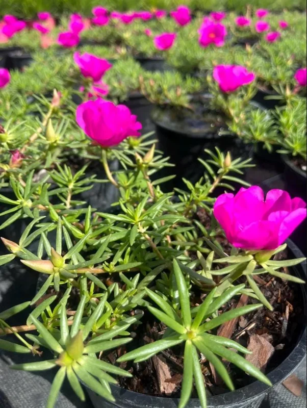 Hot Pink Portulaca Live Starter Plants, 2 Pack, 4-9 Inch Tall, Bright Succulent Flowers, Outdoor Hot Pink Portulaca Live Starter Plants, 2 Pack, 4-9 Inch Tall, Bright Succulent Flowers, Outdoor - Image 6
