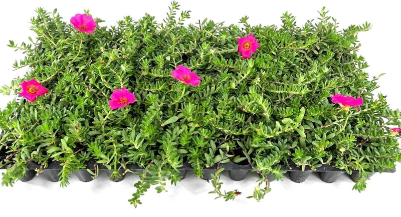 Hot Pink Portulaca Live Starter Plants, 2 Pack, 4-9 Inch Tall, Bright Succulent Flowers, Outdoor Hot Pink Portulaca Live Starter Plants, 2 Pack, 4-9 Inch Tall, Bright Succulent Flowers, Outdoor - Image 7