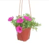 Hot Pink Portulaca Live Starter Plants, 2 Pack, 4-9 Inch Tall, Bright Succulent Flowers, Outdoor - Image 1