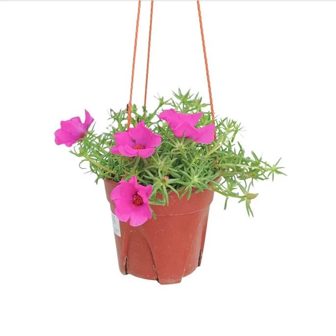 Hot Pink Portulaca Live Starter Plants, 2 Pack, 4-9 Inch Tall, Bright Succulent Flowers, Outdoor Hot Pink Portulaca Live Starter Plants, 2 Pack, 4-9 Inch Tall, Bright Succulent Flowers, Outdoor - Image 1