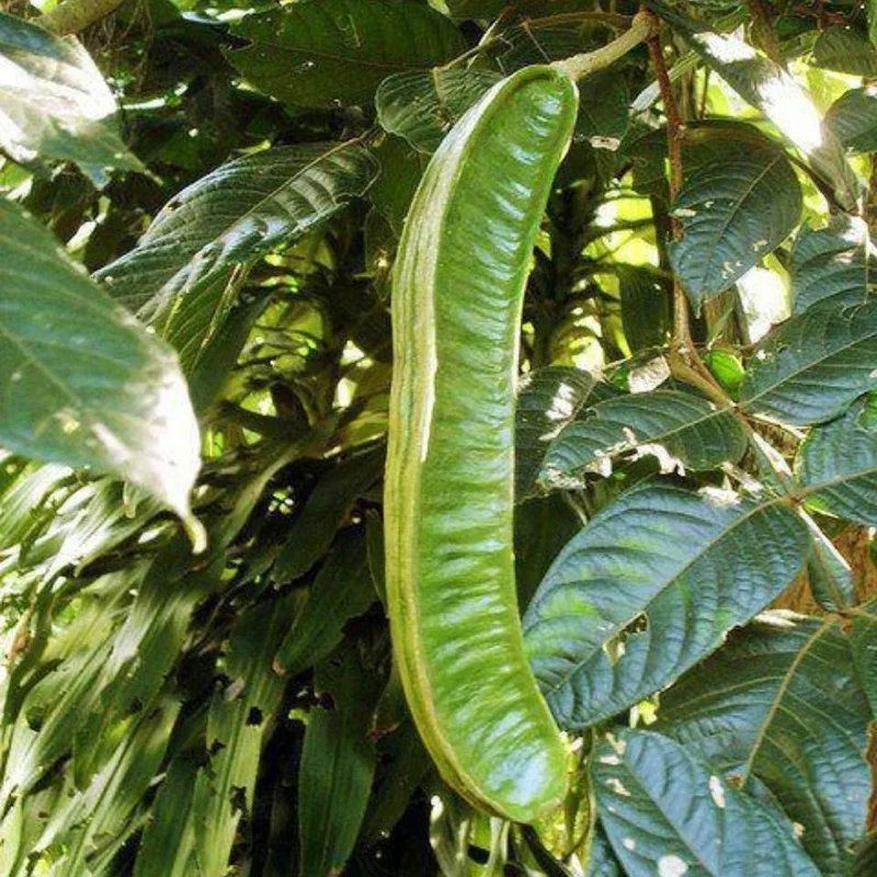 Ice Cream Bean Tree Live Plant - Tropical Fruit Tree, 8-12 Inches Tall, Half Gallon Pot Ice Cream Bean Tree Live Plant - Tropical Fruit Tree, 8-12 Inches Tall, Half Gallon Pot - Image 2