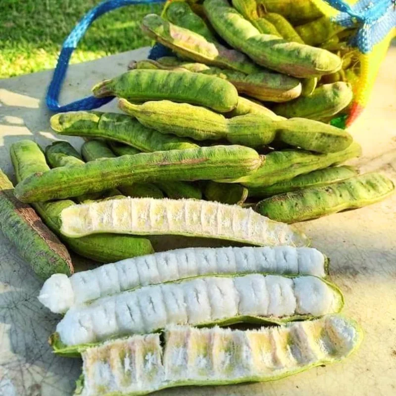 Ice Cream Bean Tree Live Plant - Tropical Fruit Tree, 8-12 Inches Tall, Half Gallon Pot Ice Cream Bean Tree Live Plant - Tropical Fruit Tree, 8-12 Inches Tall, Half Gallon Pot - Image 3