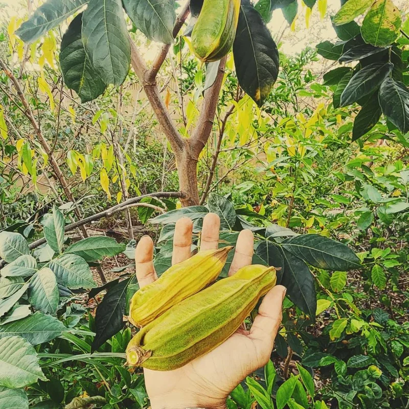 Ice Cream Bean Tree Live Plant - Tropical Fruit Tree, 8-12 Inches Tall, Half Gallon Pot Ice Cream Bean Tree Live Plant - Tropical Fruit Tree, 8-12 Inches Tall, Half Gallon Pot - Image 4