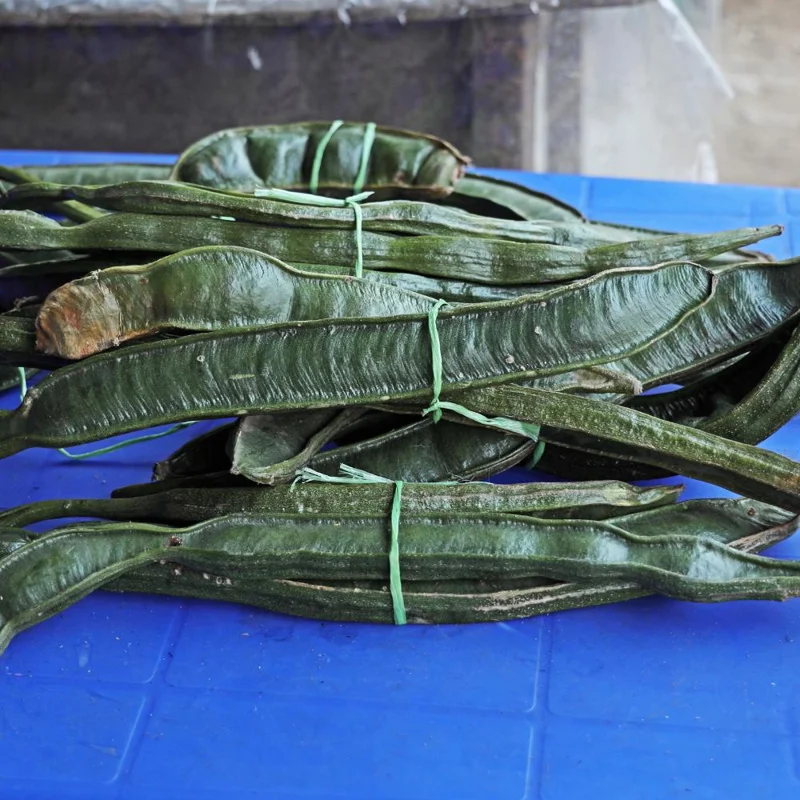 Ice Cream Bean Tree Live Plant - Tropical Fruit Tree, 8-12 Inches Tall, Half Gallon Pot Ice Cream Bean Tree Live Plant - Tropical Fruit Tree, 8-12 Inches Tall, Half Gallon Pot - Image 5