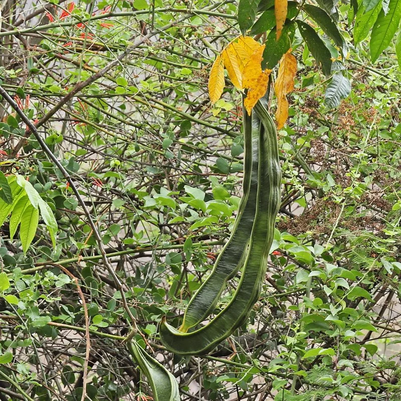 Ice Cream Bean Tree Live Plant - Tropical Fruit Tree, 8-12 Inches Tall, Half Gallon Pot Ice Cream Bean Tree Live Plant - Tropical Fruit Tree, 8-12 Inches Tall, Half Gallon Pot - Image 6