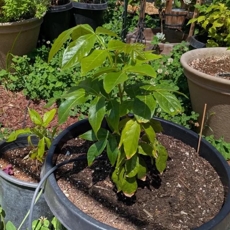 Ice Cream Bean Tree Live Plant - Tropical Fruit Tree, 8-12 Inches Tall, Half Gallon Pot Ice Cream Bean Tree Live Plant - Tropical Fruit Tree, 8-12 Inches Tall, Half Gallon Pot - Image 7