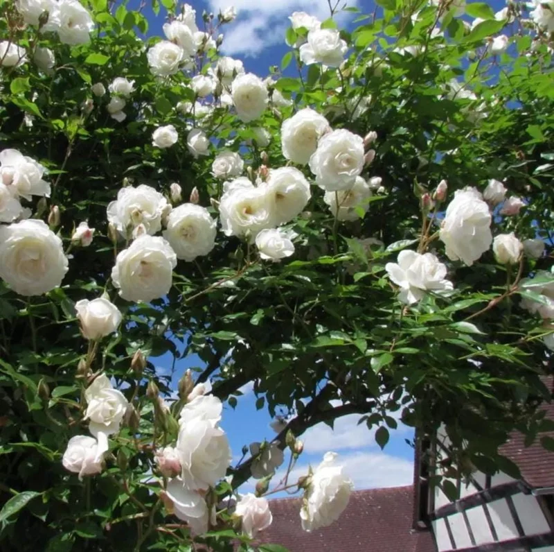 Iceberg Rose Live Starter Plant - Climbing Pure White, 4 to 6 Inch Tall, Fragrant Iceberg Rose Live Starter Plant - Climbing Pure White, 4 to 6 Inch Tall, Fragrant - Image 2