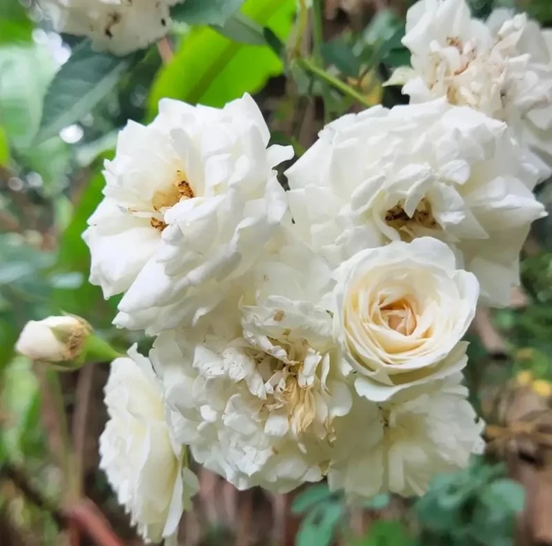 Iceberg Rose Live Starter Plant - Climbing Pure White, 4 to 6 Inch Tall, Fragrant Iceberg Rose Live Starter Plant - Climbing Pure White, 4 to 6 Inch Tall, Fragrant - Image 3