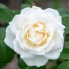 Iceberg Rose Live Starter Plant - Climbing Pure White, 4 to 6 Inch Tall, Fragrant - Image 1