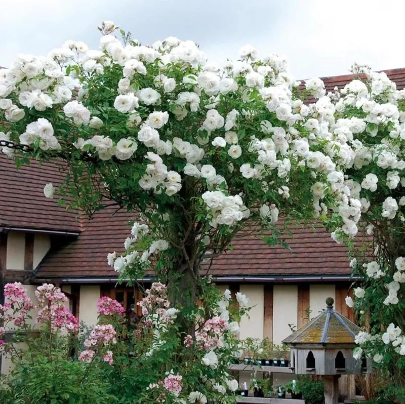 Iceberg Rose Live Starter Plant - Climbing Pure White, 4 to 6 Inch Tall, Fragrant Iceberg Rose Live Starter Plant - Climbing Pure White, 4 to 6 Inch Tall, Fragrant - Image 4