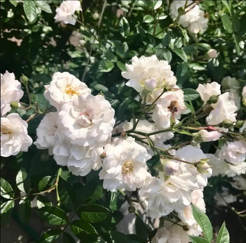 Iceberg Rose Live Starter Plant - Climbing Pure White, 4 to 6 Inch Tall, Fragrant Iceberg Rose Live Starter Plant - Climbing Pure White, 4 to 6 Inch Tall, Fragrant - Image 5