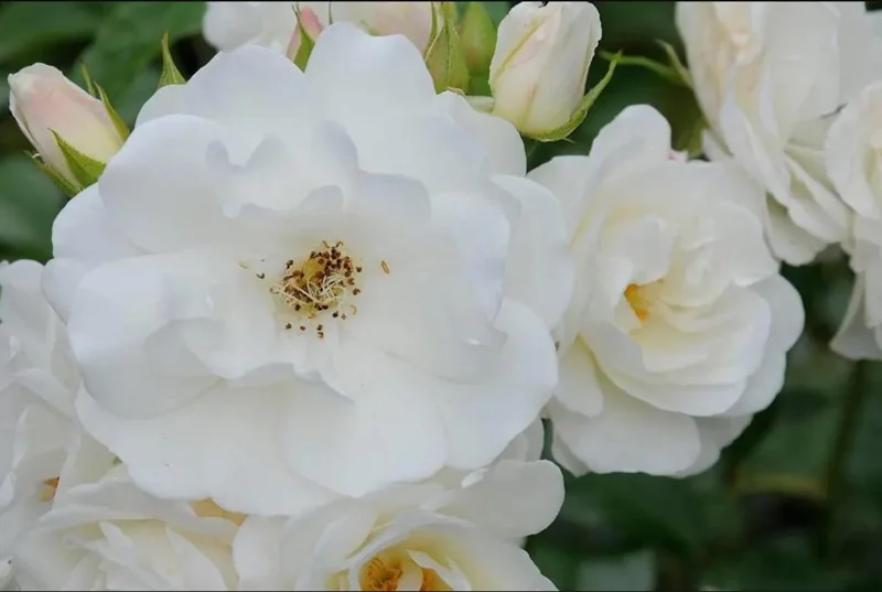 Iceberg Rose Live Starter Plant - Climbing Pure White, 4 to 6 Inch Tall, Fragrant Iceberg Rose Live Starter Plant - Climbing Pure White, 4 to 6 Inch Tall, Fragrant - Image 6