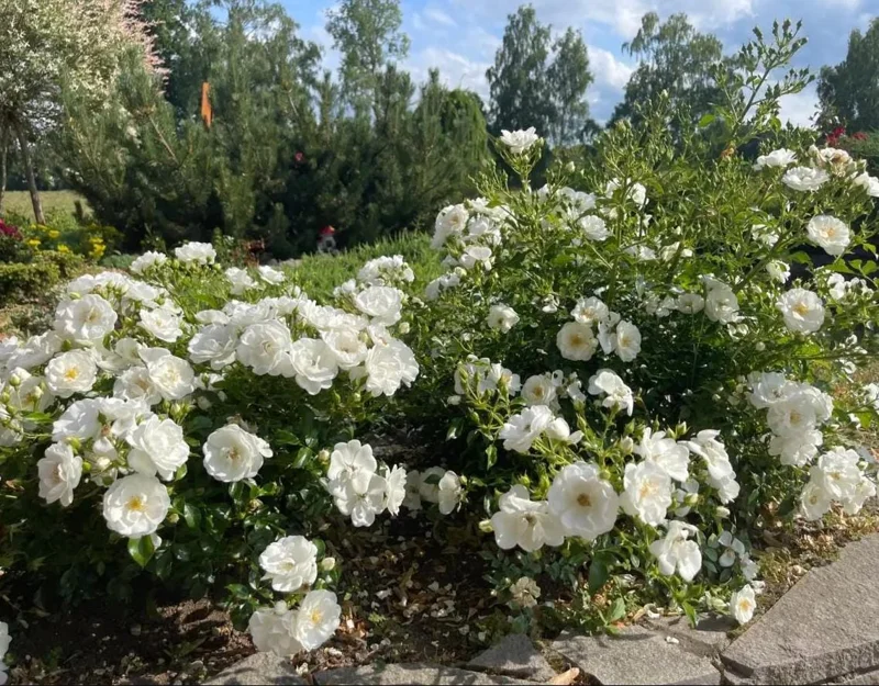 Iceberg Rose Live Starter Plant - Climbing Pure White, 4 to 6 Inch Tall, Fragrant Iceberg Rose Live Starter Plant - Climbing Pure White, 4 to 6 Inch Tall, Fragrant - Image 7