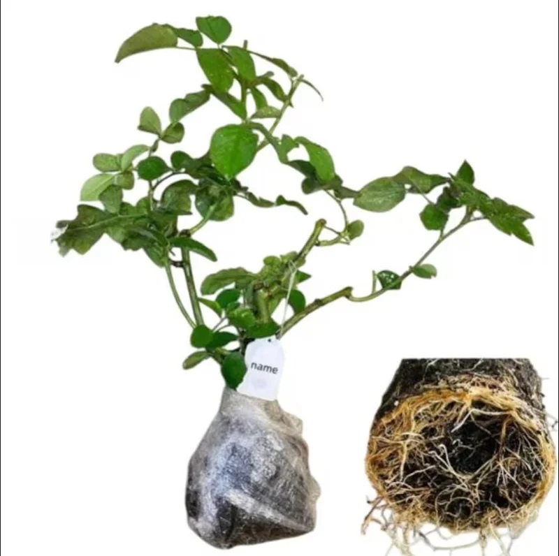 Iceberg Rose Live Starter Plant - Climbing Pure White, 4 to 6 Inch Tall, Fragrant Iceberg Rose Live Starter Plant - Climbing Pure White, 4 to 6 Inch Tall, Fragrant - Image 8