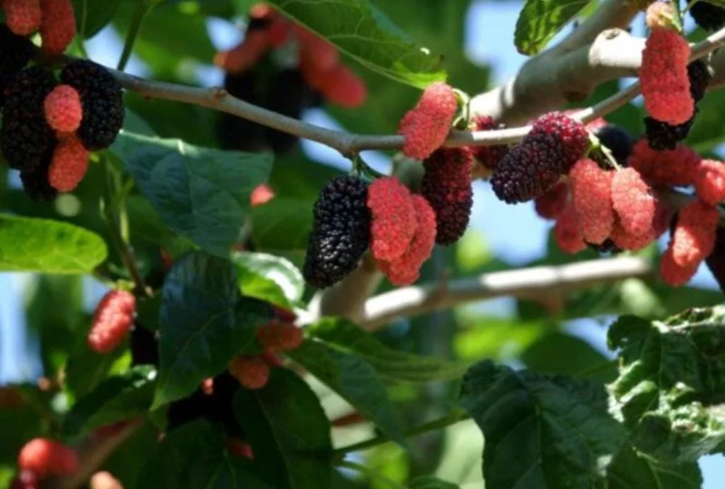 Illinois Everbearing Mulberry Live Plant - Set of 2, 4-6" Tall, Edible Fruit Tree, Outdoor - Image 2