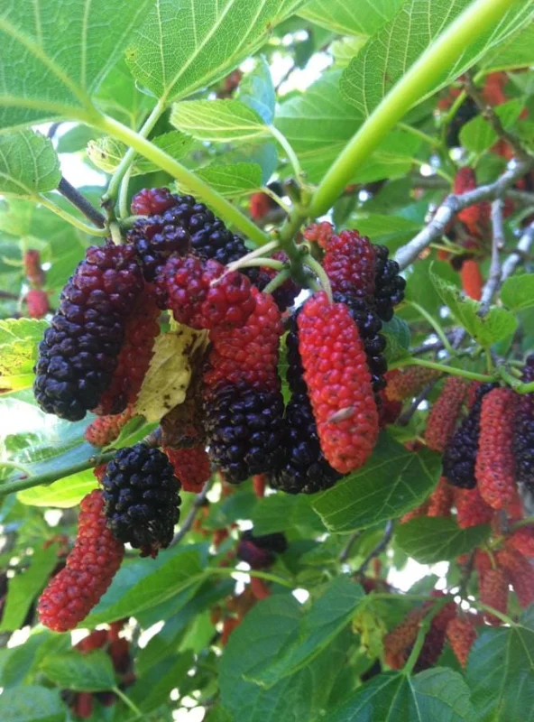 Illinois Everbearing Mulberry Live Plant - Set of 2, 4-6" Tall, Edible Fruit Tree, Outdoor Illinois Everbearing Mulberry Live Plant - Set of 2, 4-6" Tall, Edible Fruit Tree, Outdoor - Image 3