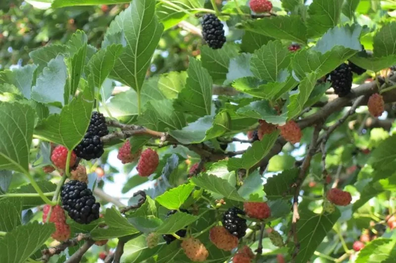 Illinois Everbearing Mulberry Live Plant - Set of 2, 4-6" Tall, Edible Fruit Tree, Outdoor Illinois Everbearing Mulberry Live Plant - Set of 2, 4-6" Tall, Edible Fruit Tree, Outdoor - Image 4