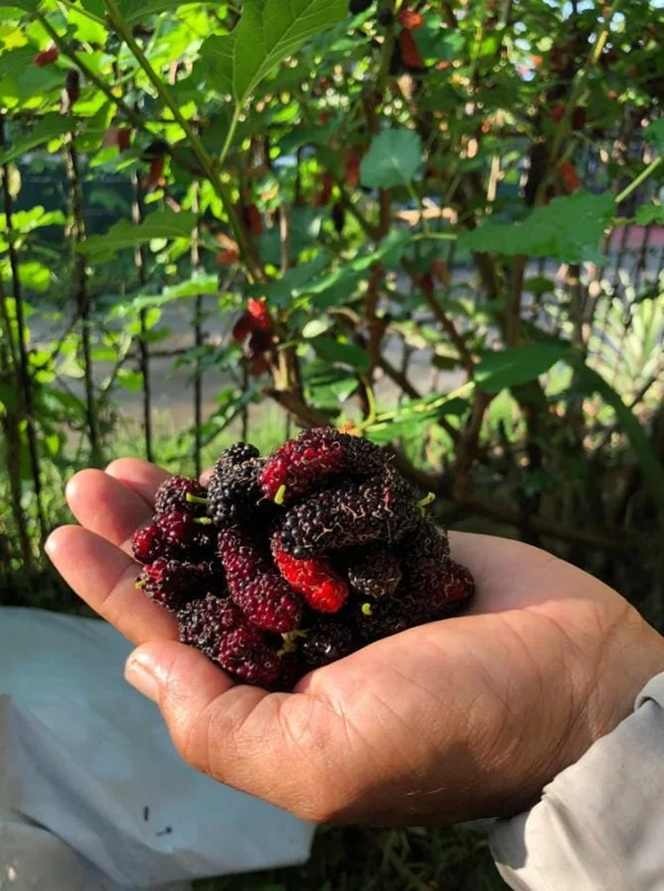 Illinois Everbearing Mulberry Live Plant - Set of 2, 4-6" Tall, Edible Fruit Tree, Outdoor Illinois Everbearing Mulberry Live Plant - Set of 2, 4-6" Tall, Edible Fruit Tree, Outdoor - Image 5