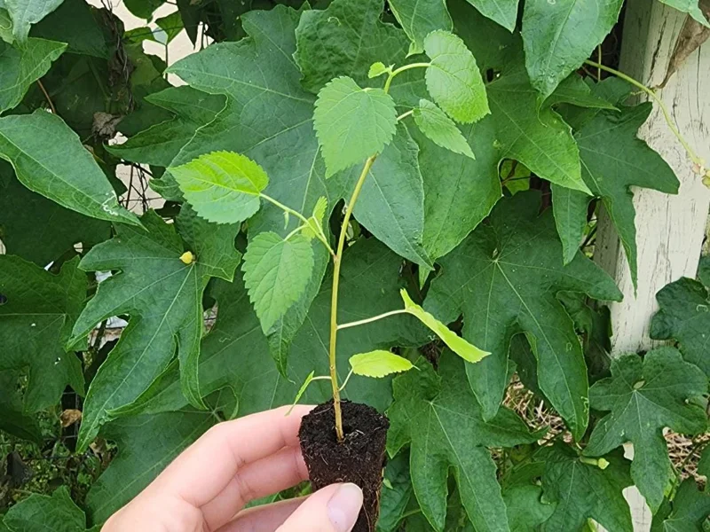 Illinois Everbearing Mulberry Live Plant - Set of 2, 4-6" Tall, Edible Fruit Tree, Outdoor Illinois Everbearing Mulberry Live Plant - Set of 2, 4-6" Tall, Edible Fruit Tree, Outdoor - Image 6