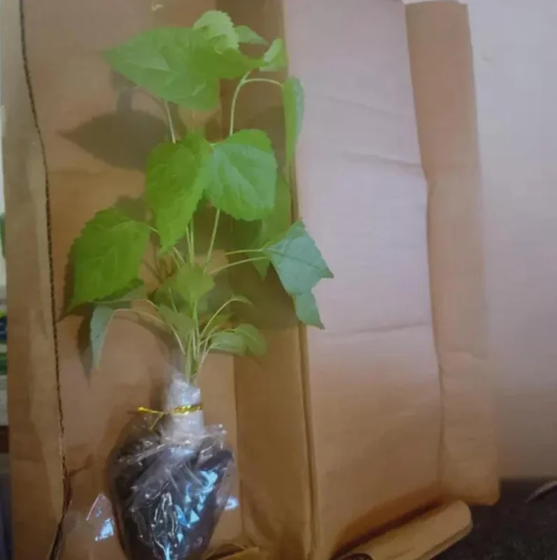 Illinois Everbearing Mulberry Live Plant - Set of 2, 4-6" Tall, Edible Fruit Tree, Outdoor Illinois Everbearing Mulberry Live Plant - Set of 2, 4-6" Tall, Edible Fruit Tree, Outdoor - Image 7