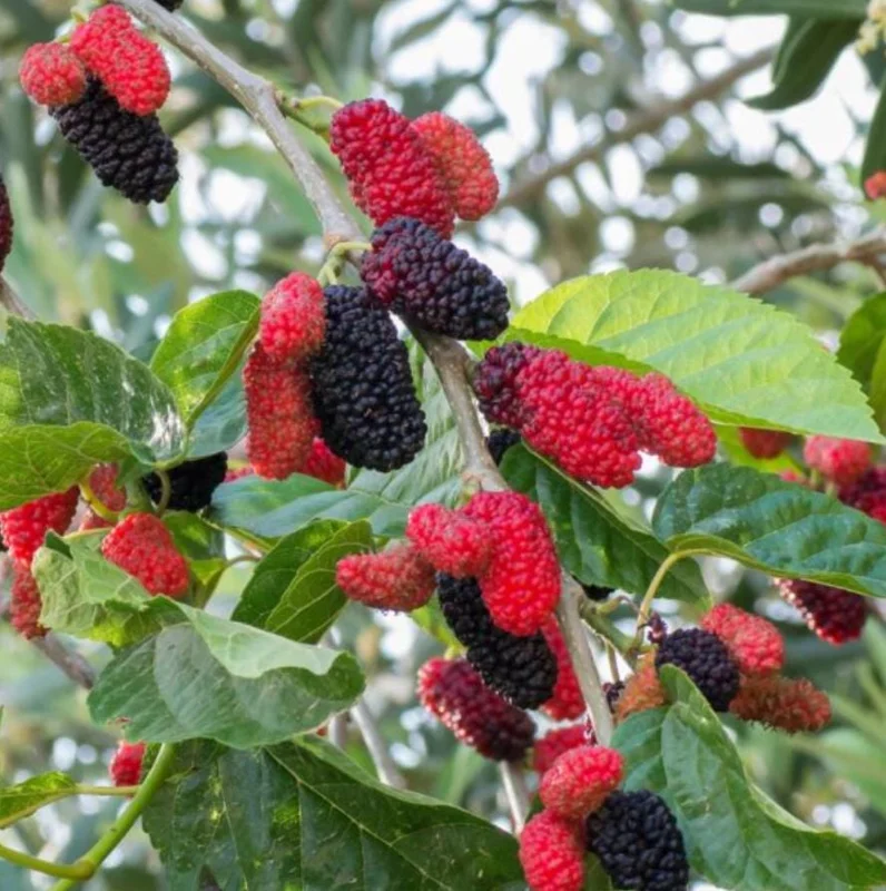 Home Illinois Everbearing Mulberry Live Plant - Set of 2, 4-6" Tall, Edible Fruit Tree, Outdoor - Image 1