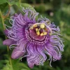 Incense Passion Flower Live Plant - Passiflora Incarnata - 4-6" Tall - Aromatic Tropical Vine for Outdoor Gardens - Image 1
