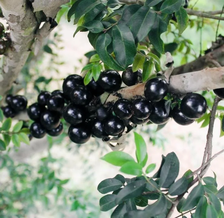 Jaboticaba Live Plant - 1 ft Tall Tropical Fruit Tree Starter, Rooted, No Pot Jaboticaba Live Plant - 1 ft Tall Tropical Fruit Tree Starter, Rooted, No Pot - Image 2