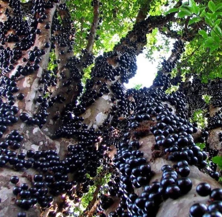 Jaboticaba Live Plant - 1 ft Tall Tropical Fruit Tree Starter, Rooted, No Pot Jaboticaba Live Plant - 1 ft Tall Tropical Fruit Tree Starter, Rooted, No Pot - Image 3