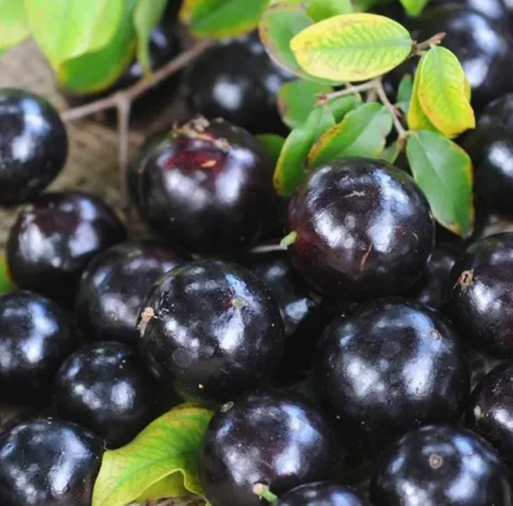 Jaboticaba Live Plant - 1 ft Tall Tropical Fruit Tree Starter, Rooted, No Pot Jaboticaba Live Plant - 1 ft Tall Tropical Fruit Tree Starter, Rooted, No Pot - Image 4