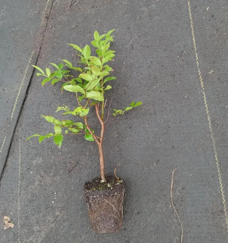 Jaboticaba Live Plant - 1 ft Tall Tropical Fruit Tree Starter, Rooted, No Pot Jaboticaba Live Plant - 1 ft Tall Tropical Fruit Tree Starter, Rooted, No Pot - Image 6