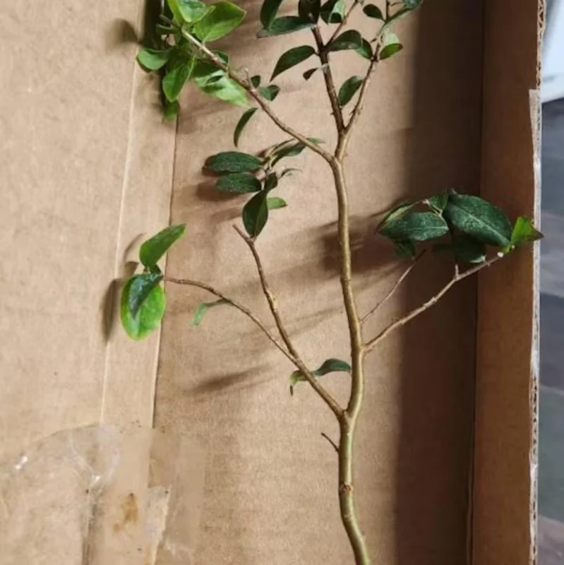 Jaboticaba Live Plant - 1 ft Tall Tropical Fruit Tree Starter, Rooted, No Pot Jaboticaba Live Plant - 1 ft Tall Tropical Fruit Tree Starter, Rooted, No Pot - Image 7