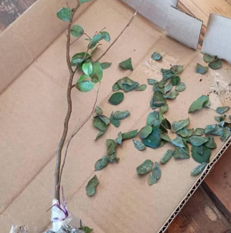 Jaboticaba Live Plant - 1 ft Tall Tropical Fruit Tree Starter, Rooted, No Pot Jaboticaba Live Plant - 1 ft Tall Tropical Fruit Tree Starter, Rooted, No Pot - Image 8