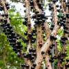 Jaboticaba Live Plant - 1 ft Tall Tropical Fruit Tree Starter, Rooted, No Pot - Image 1