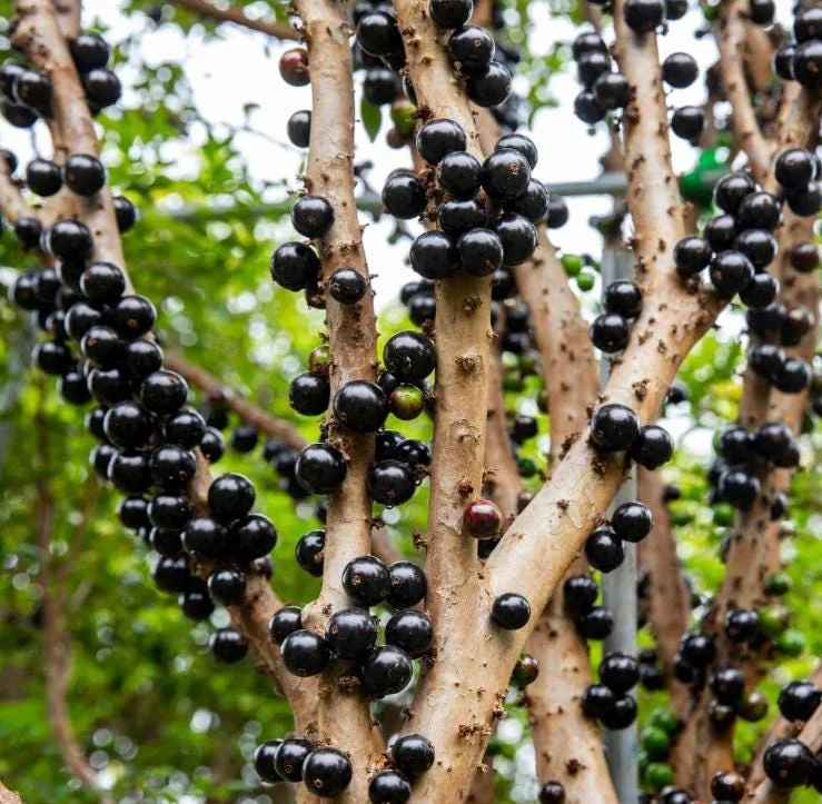 Jaboticaba Live Plant - 1 ft Tall Tropical Fruit Tree Starter, Rooted, No Pot Jaboticaba Live Plant - 1 ft Tall Tropical Fruit Tree Starter, Rooted, No Pot - Image 1
