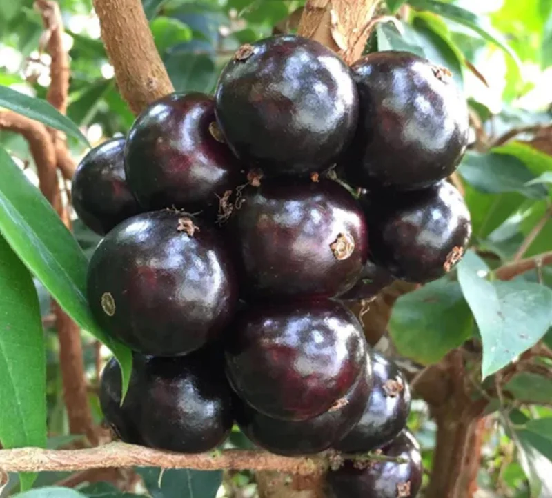 Jaboticaba Live Plant – 4" Pot – Tropical Fruit Tree – Container Friendly Jaboticaba Live Plant – 4" Pot – Tropical Fruit Tree – Container Friendly - Image 2