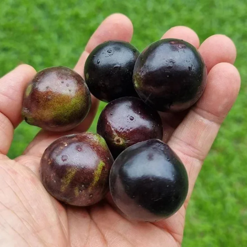 Jaboticaba Live Plant – 4" Pot – Tropical Fruit Tree – Container Friendly Jaboticaba Live Plant – 4" Pot – Tropical Fruit Tree – Container Friendly - Image 3
