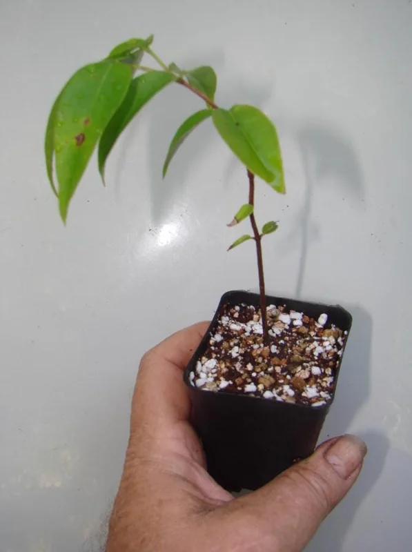 Jaboticaba Live Plant – 4" Pot – Tropical Fruit Tree – Container Friendly Jaboticaba Live Plant – 4" Pot – Tropical Fruit Tree – Container Friendly - Image 5