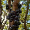 Jaboticaba Live Plant – 4" Pot – Tropical Fruit Tree – Container Friendly Jaboticaba Live Plant – 4" Pot – Tropical Fruit Tree – Container Friendly - Image 1