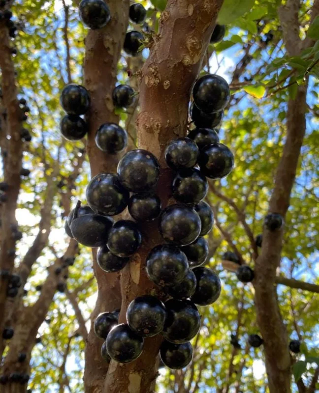 Jaboticaba Live Plant – 4" Pot – Tropical Fruit Tree – Container Friendly Jaboticaba Live Plant – 4" Pot – Tropical Fruit Tree – Container Friendly - Image 1