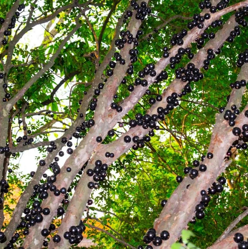 Jaboticaba Tree Live Plant – 1 ft Tall Starter – Fruit & Ornamental Tree Jaboticaba Tree Live Plant – 1 ft Tall Starter – Fruit & Ornamental Tree - Image 2