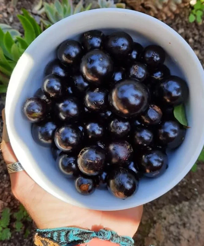 Jaboticaba Tree Live Plant – 1 ft Tall Starter – Fruit & Ornamental Tree Jaboticaba Tree Live Plant – 1 ft Tall Starter – Fruit & Ornamental Tree - Image 4